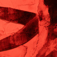 The Lotus Matter <br> In Limbo Pt. 1 LP